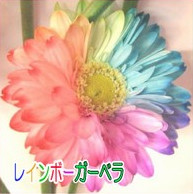 七色花弁のガーベラ　レインボーガーベラ