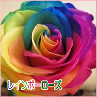 七色花弁のバラ　レインボーローズ