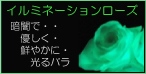 イルミネーションローズ …暗闇で鮮やかに光るバラ