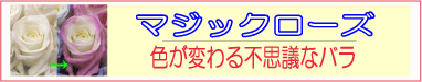 �}�W�b�N���[�Y �c �z���C�g�f�[�ɃC�`�I�V�I�@�F���ω�����o���c�}�W�b�N���[�Y�@���x�ŕω�����^�C�v �� ���O��(���z��)�ŕω�����^�C�v�@�{�b�N�X�ɓ���Ē����ɂĂ��͂�